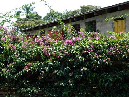"La nuova scuola Lwini vista dal giardino", Kikwit 3